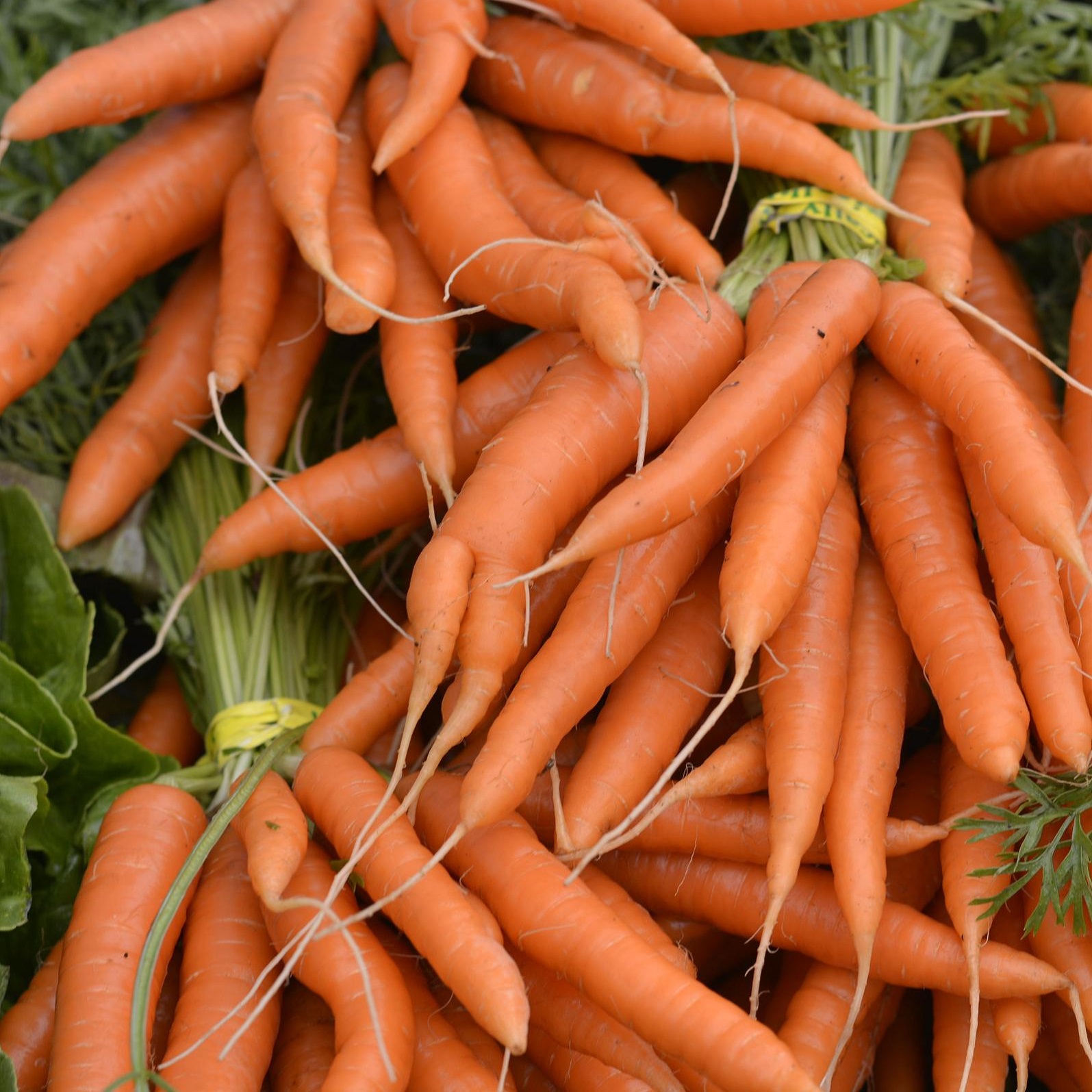 Carrots